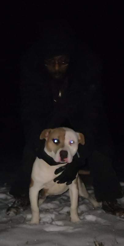 Dog Featured Image