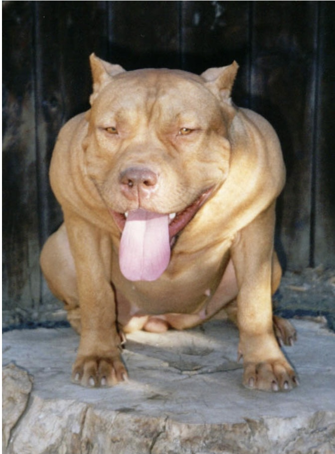 Dog Featured Image