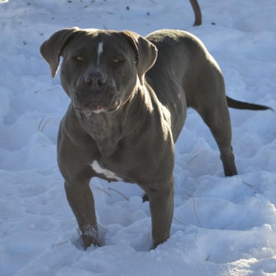 Dog Featured Image