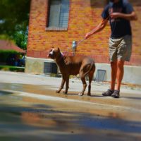 Dog Featured Image