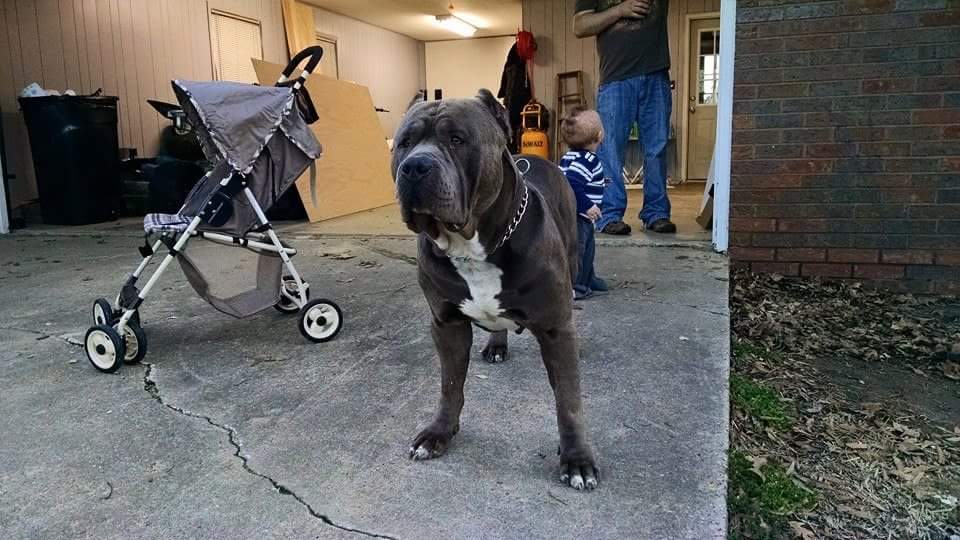 Dog Featured Image