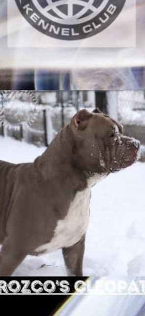 Dog Featured Image