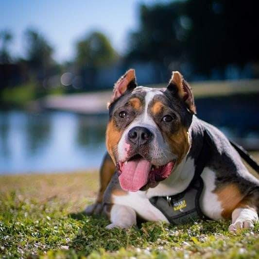 Dog Featured Image