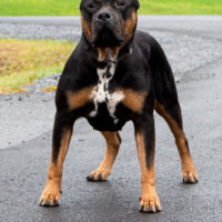 Dog Featured Image