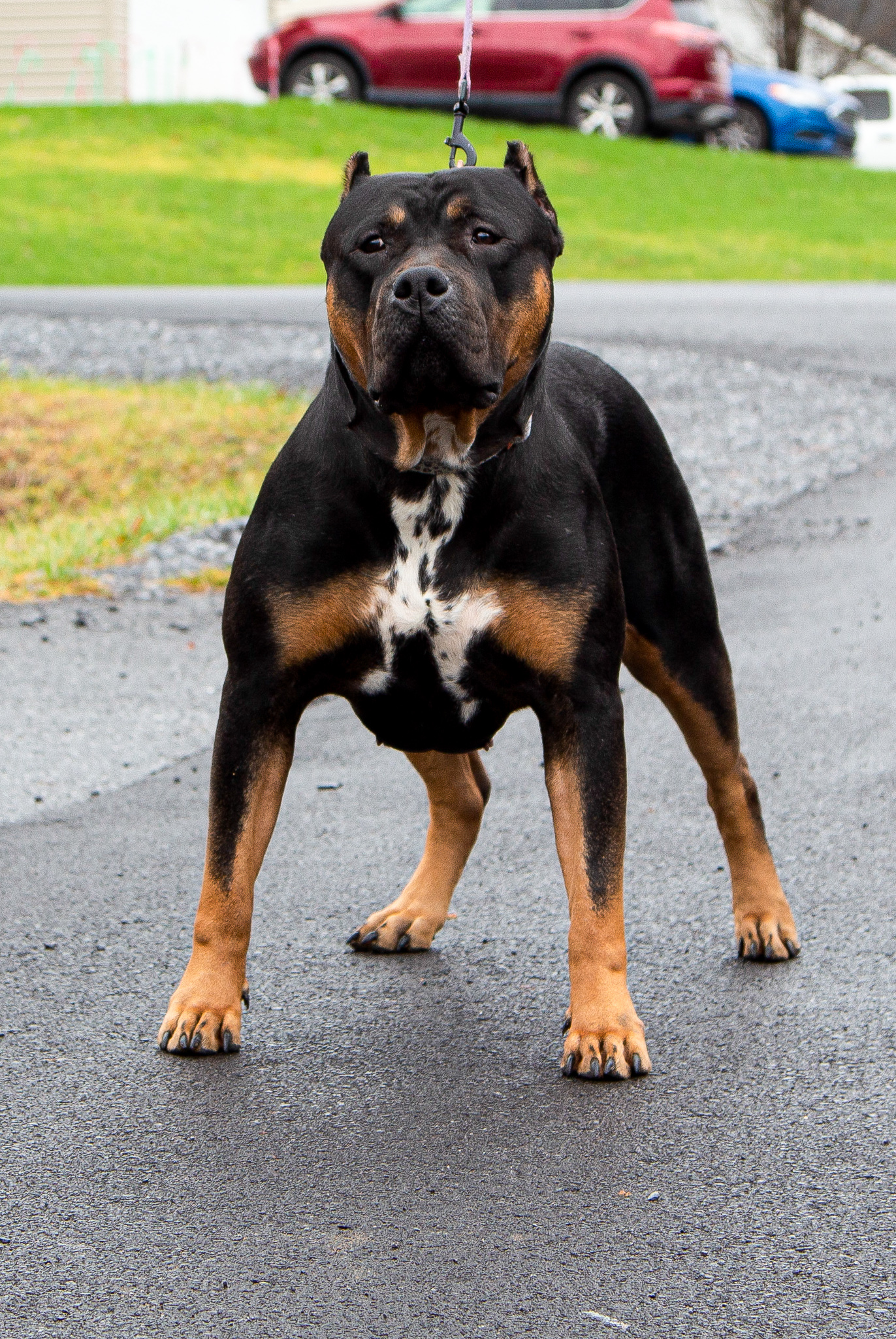 Dog Featured Image