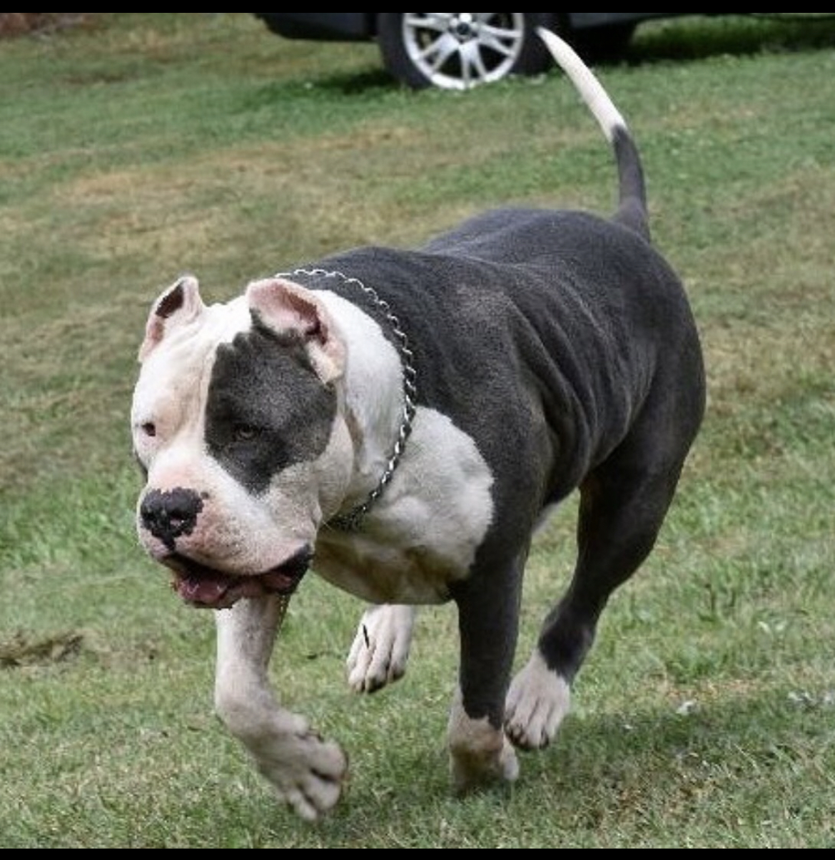 Dog Featured Image