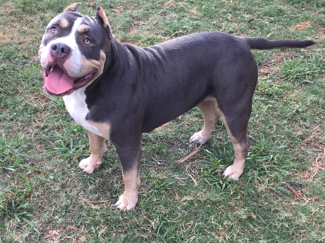 Dog Featured Image