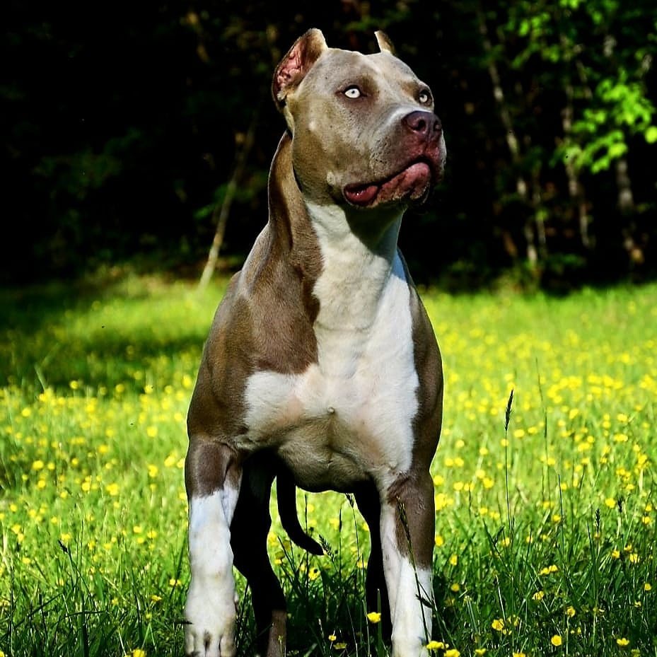 Dog Featured Image