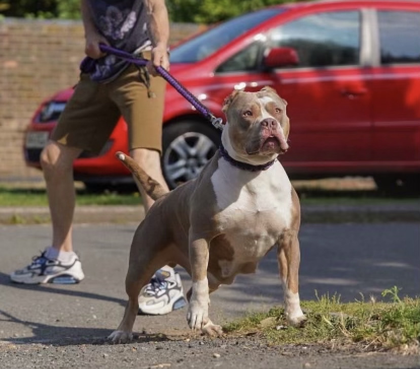 Dog Featured Image
