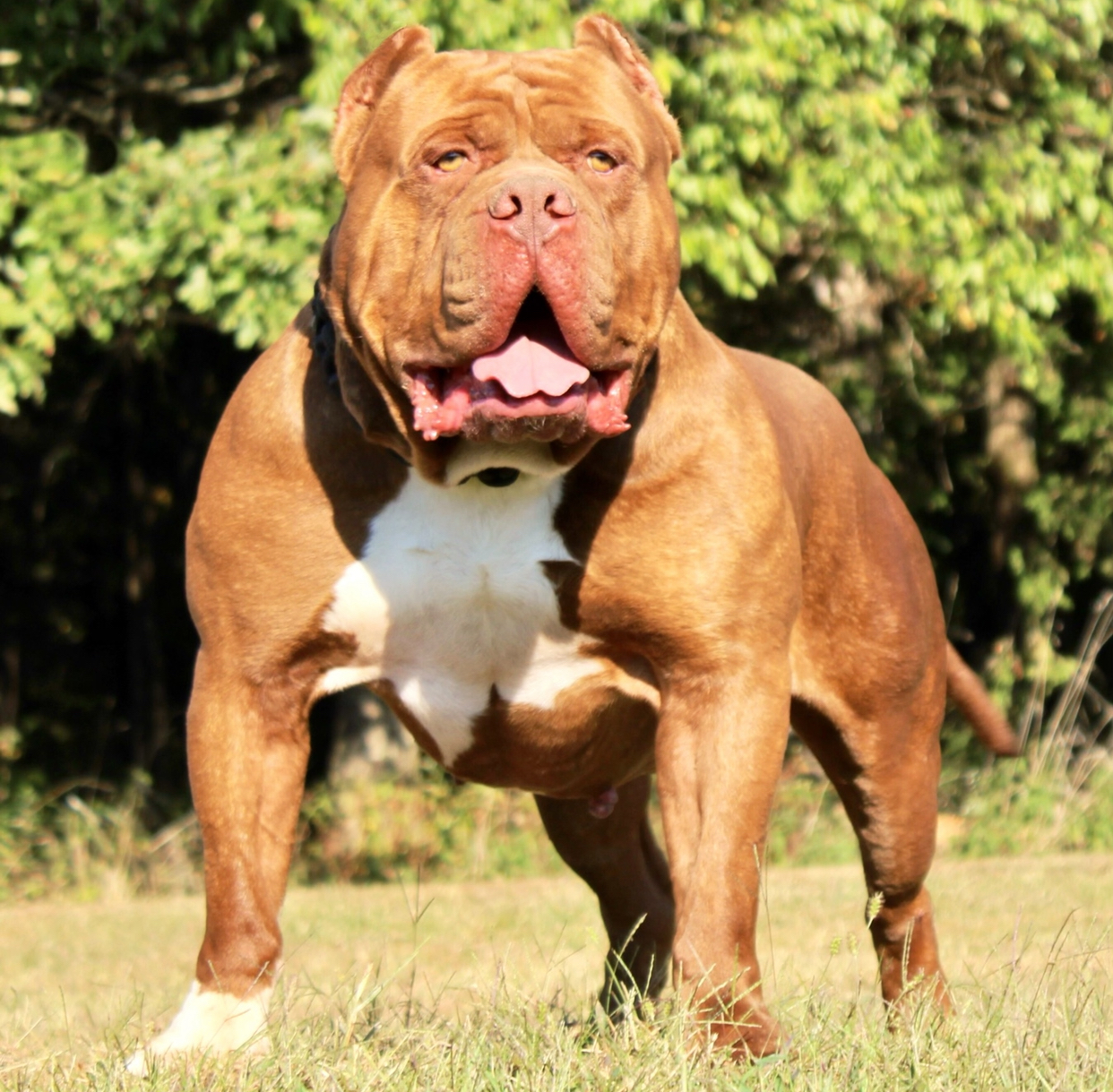 Dog Featured Image