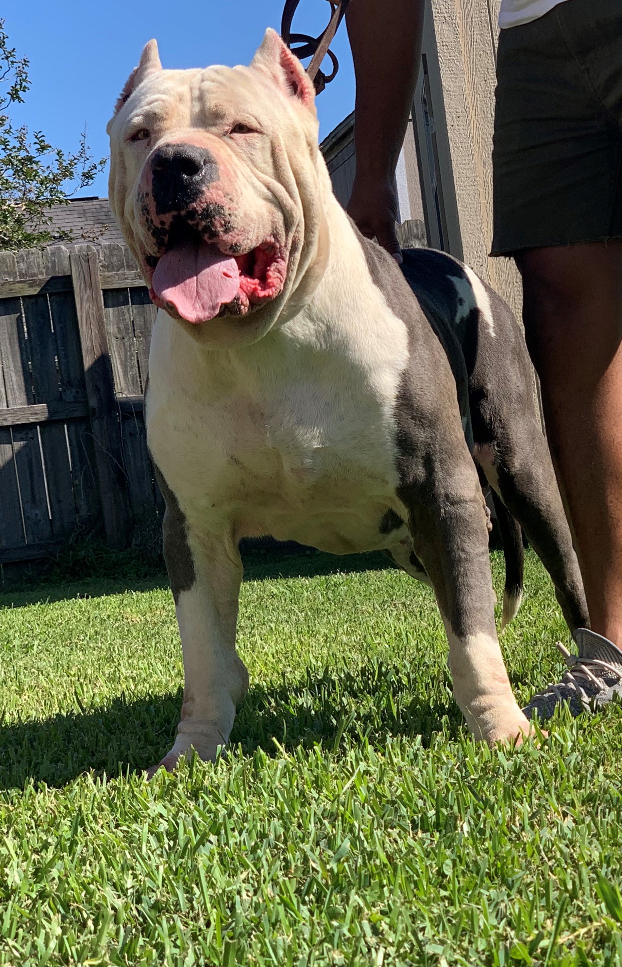 Dog Featured Image