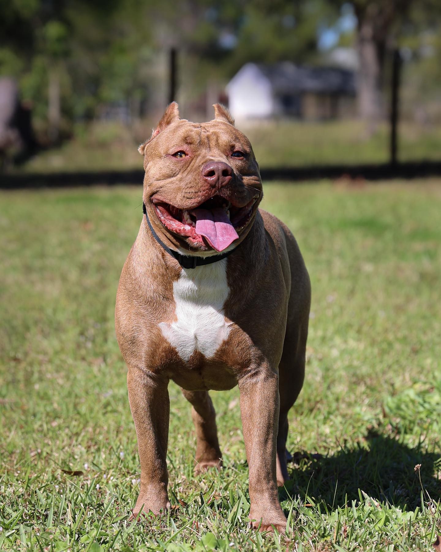 Dog Featured Image