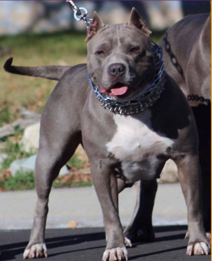Dog Featured Image