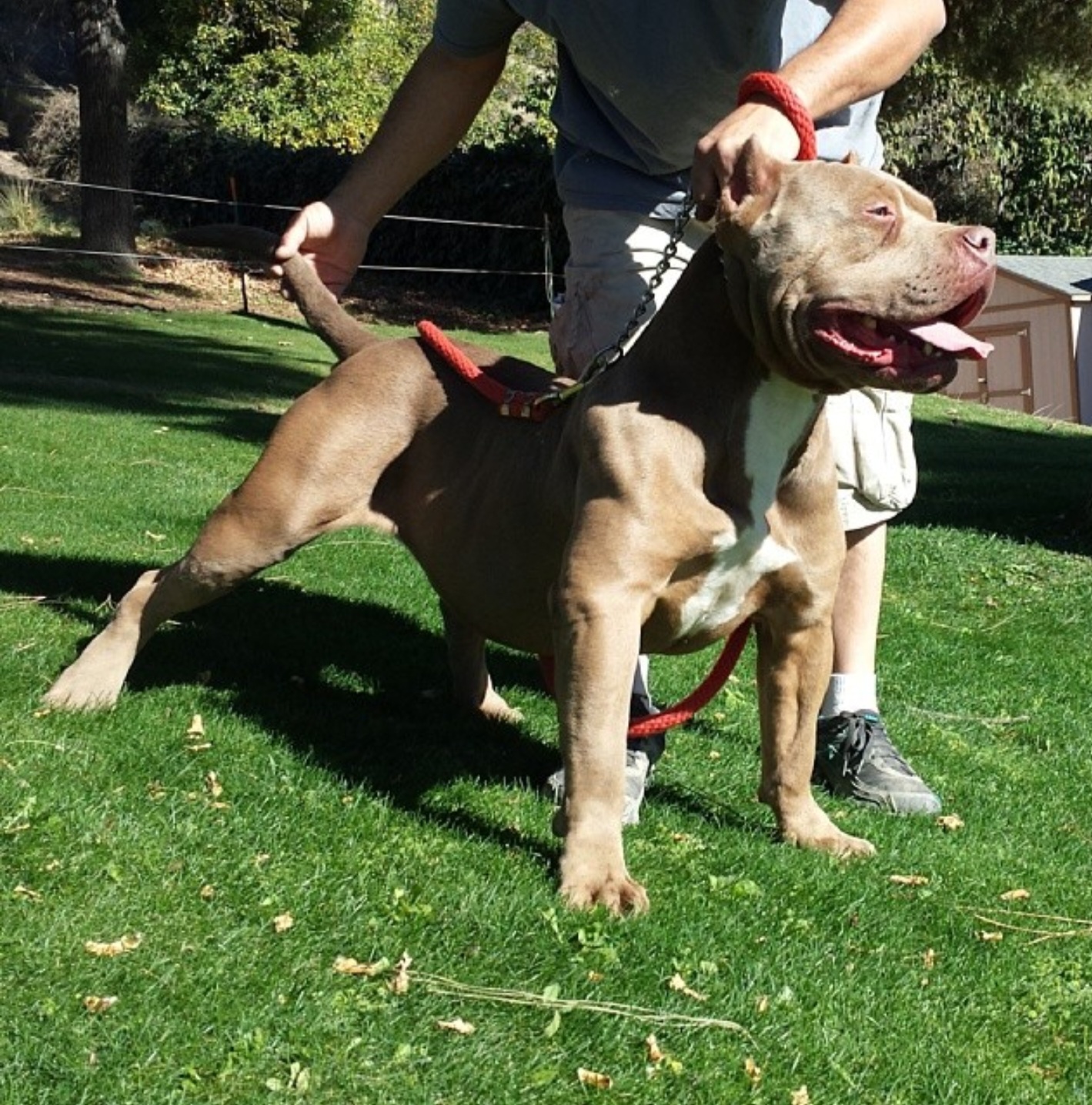 Dog Featured Image