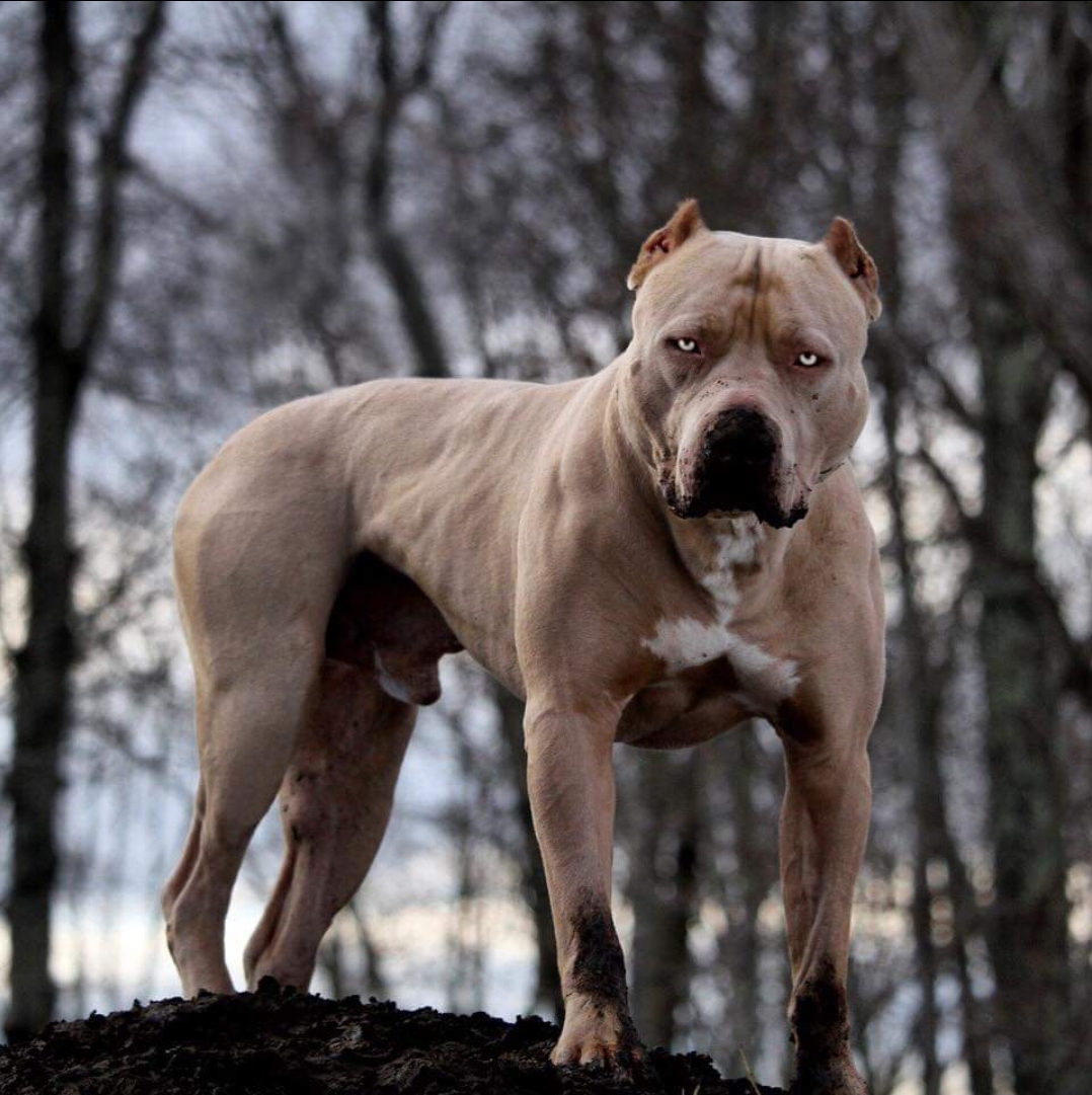 Dog Featured Image