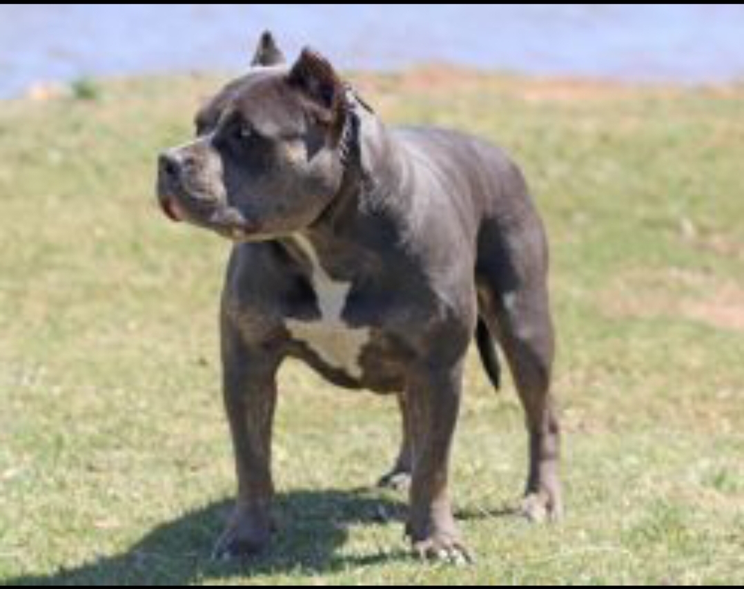 Dog Featured Image