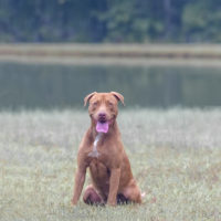 Dog Featured Image
