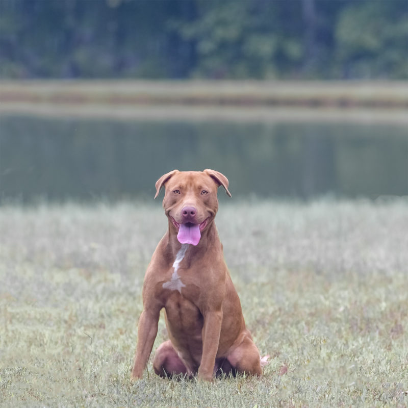 Dog Featured Image