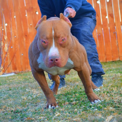 Dog Featured Image