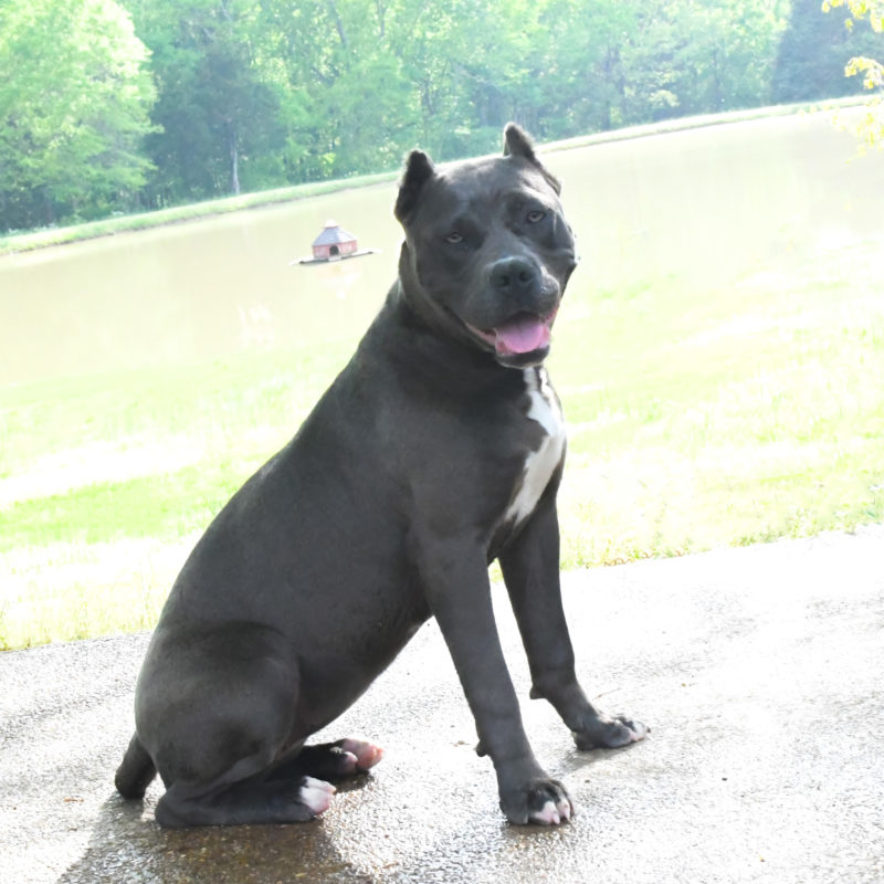 Dog Featured Image