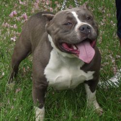 Dog Featured Image