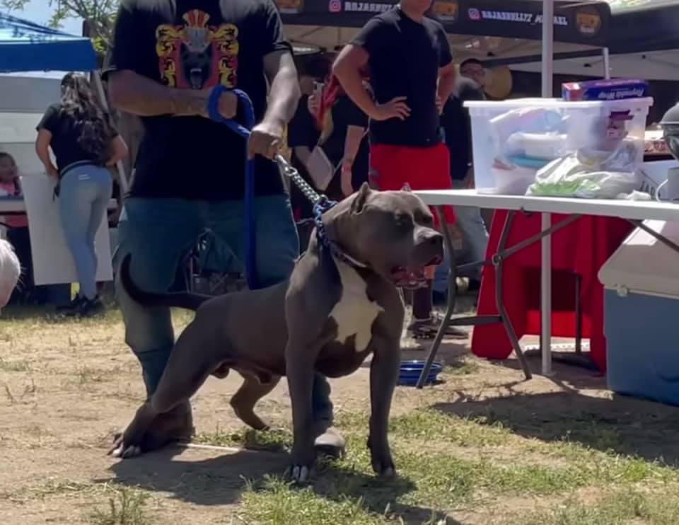 Dog Featured Image