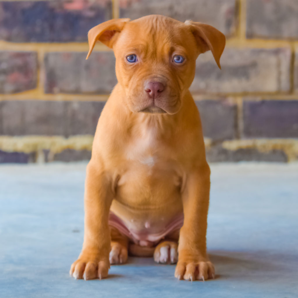Dog Featured Image