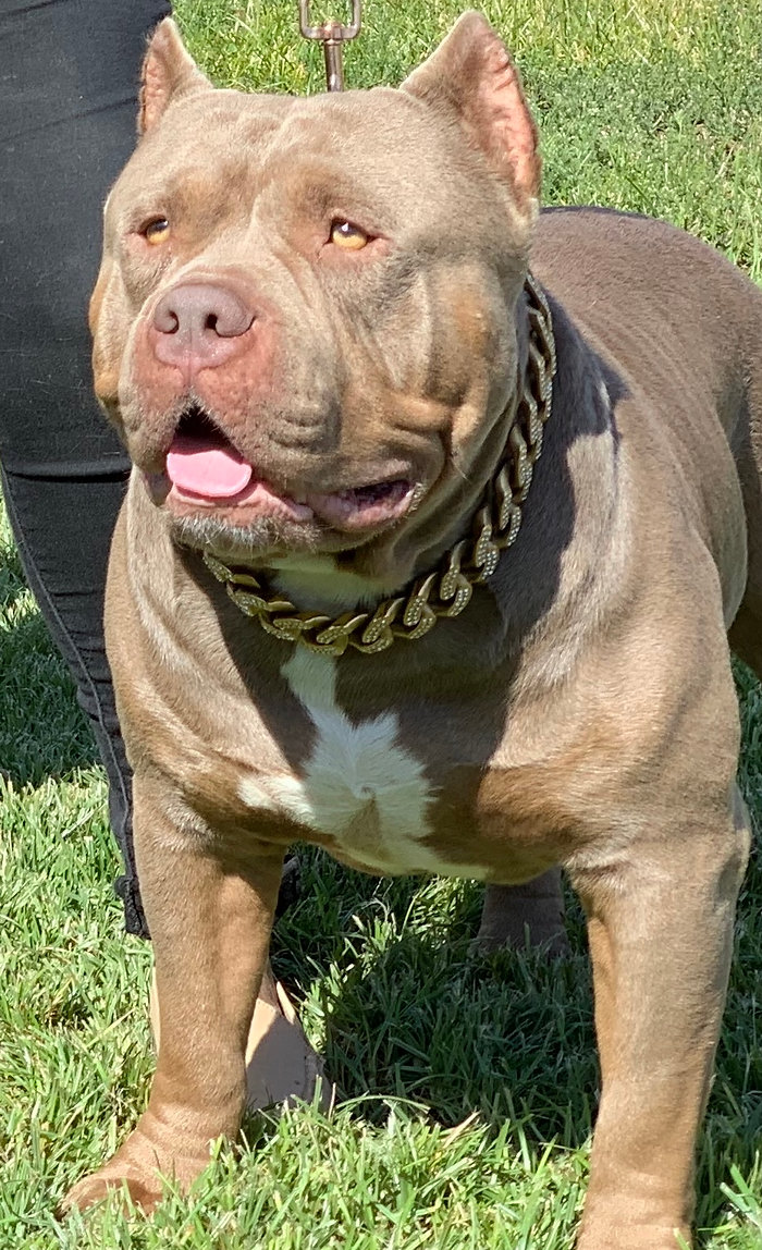 Dog Featured Image