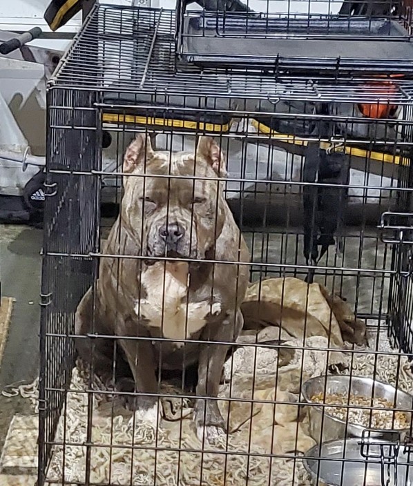 Dog Featured Image