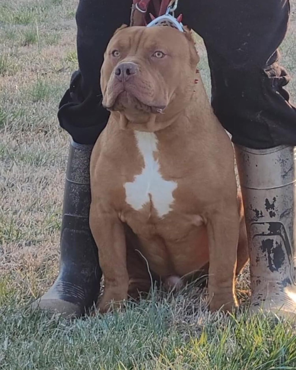 Dog Featured Image