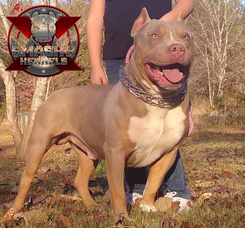 Dog Featured Image