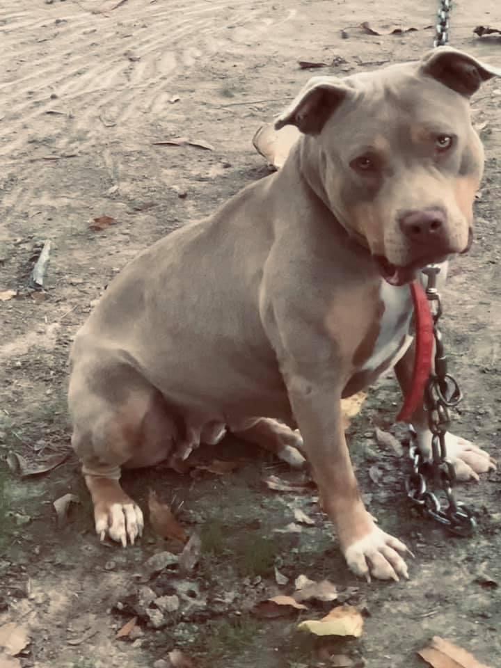Dog Featured Image