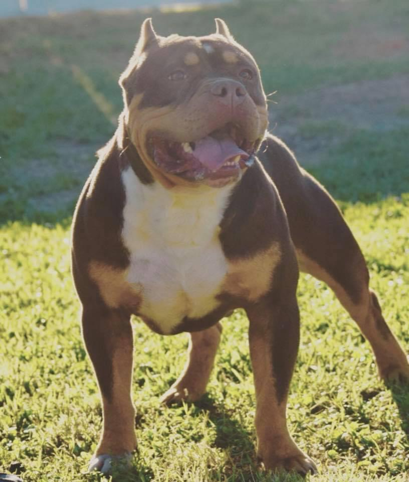 Dog Featured Image