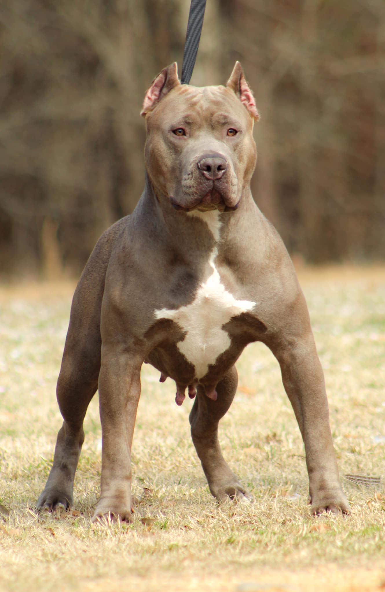 Dog Featured Image