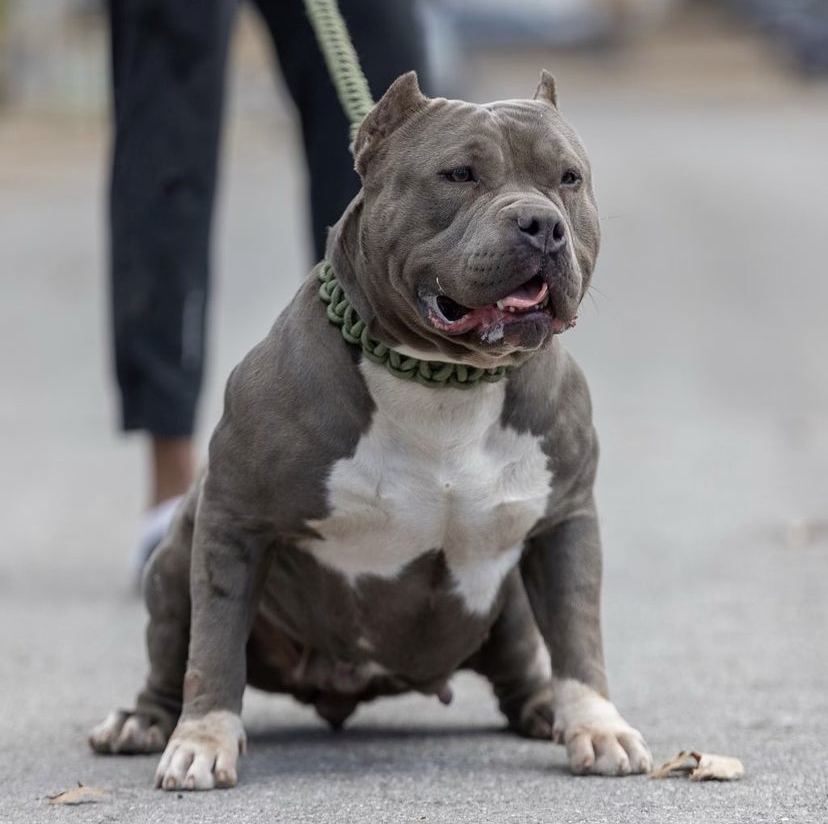 Dog Featured Image
