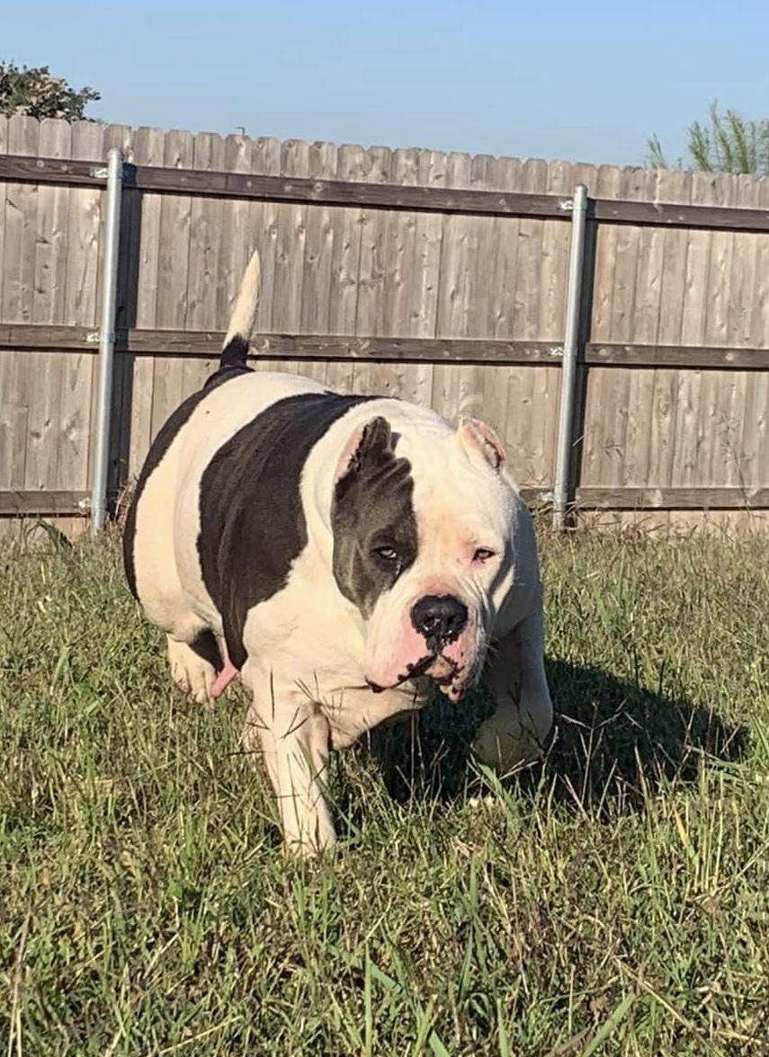 Dog Featured Image