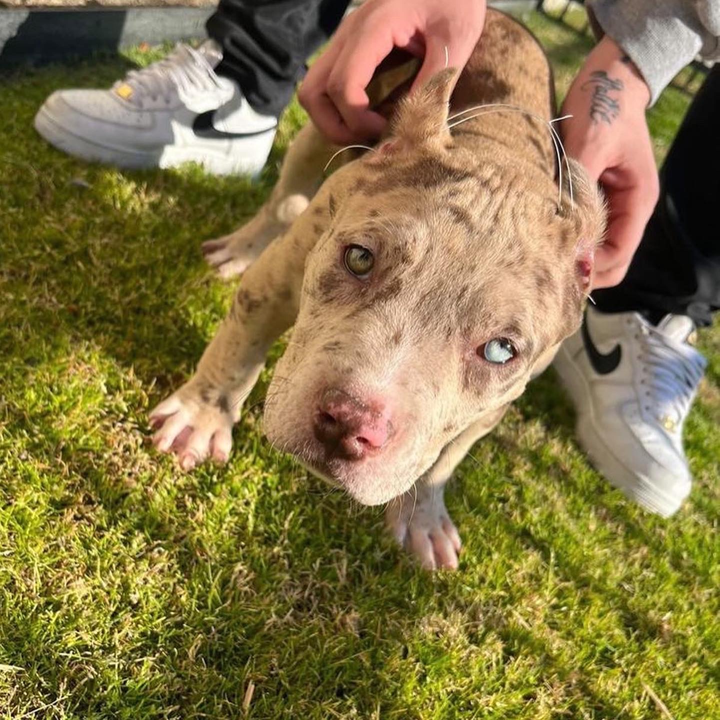 Dog Featured Image
