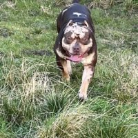 Dog Featured Image