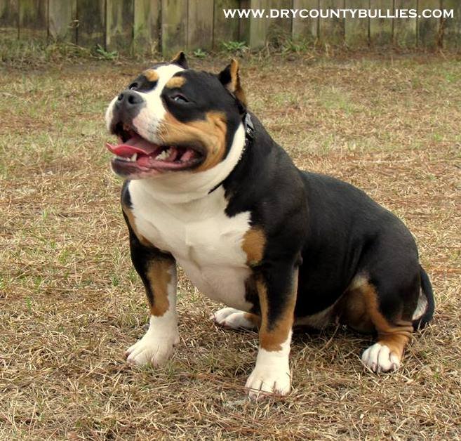 Dog Featured Image