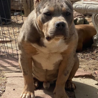 Dog Featured Image