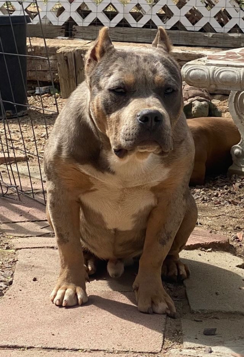 Dog Featured Image