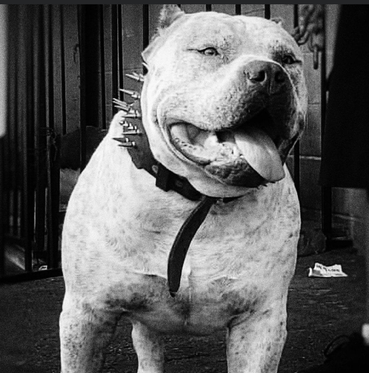 Dog Featured Image