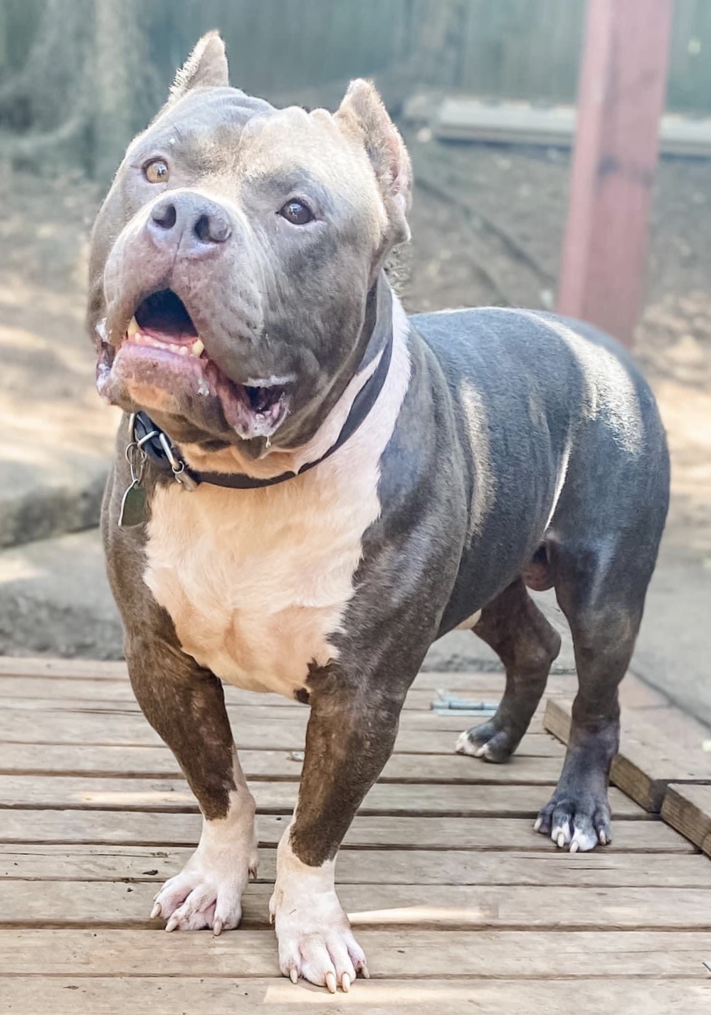 Dog Featured Image