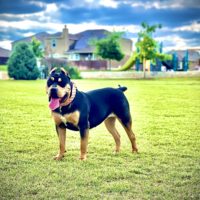 Dog Featured Image