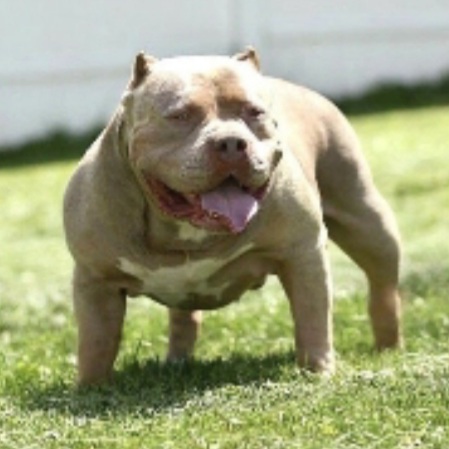 Dog Featured Image