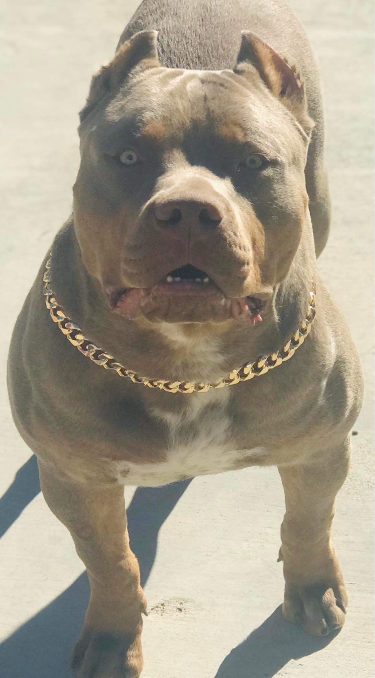 Dog Featured Image