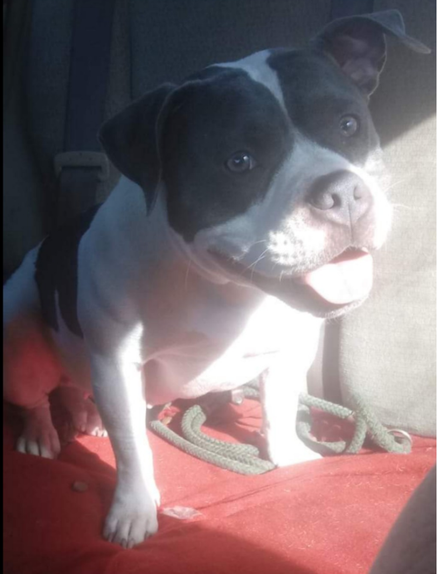 Dog Featured Image