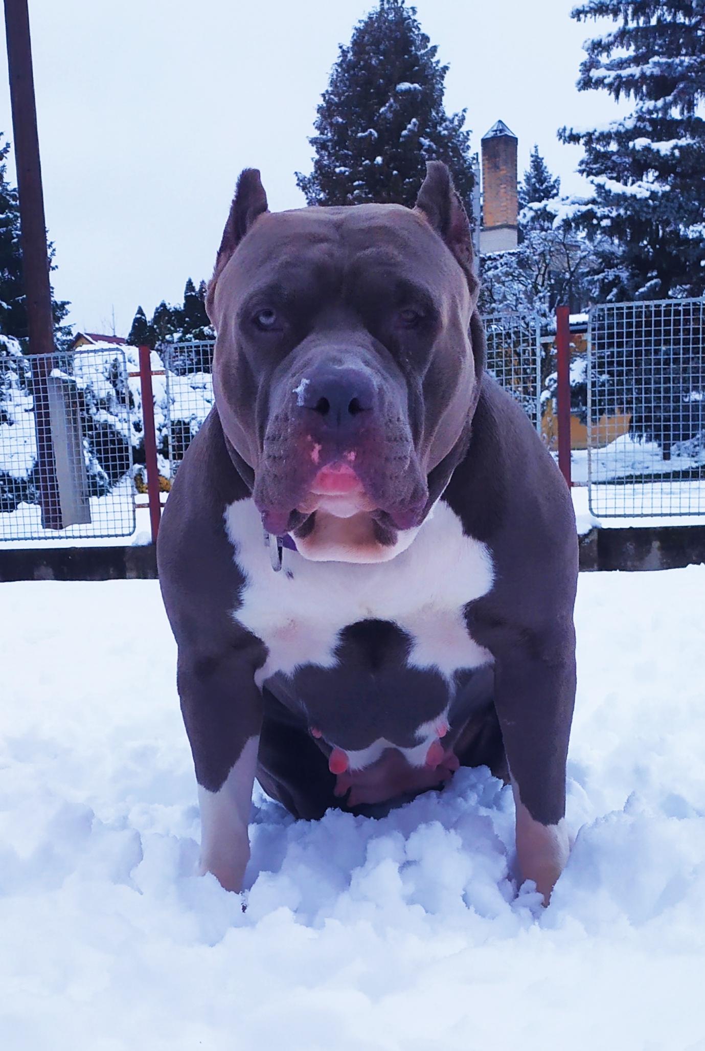 Dog Featured Image