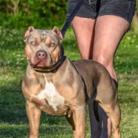 Dog Featured Image