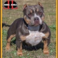 Dog Featured Image